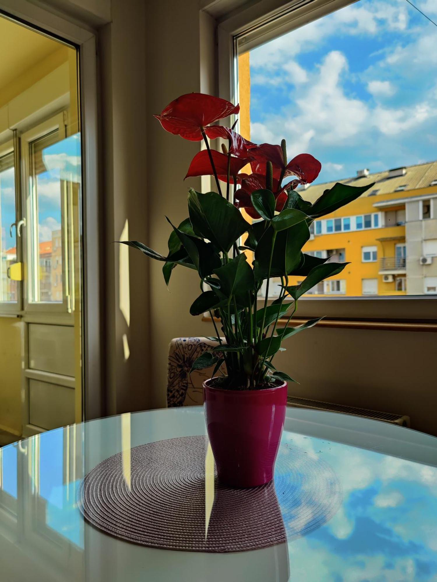 Maja Apartment Novi Sad Eksteriør bilde